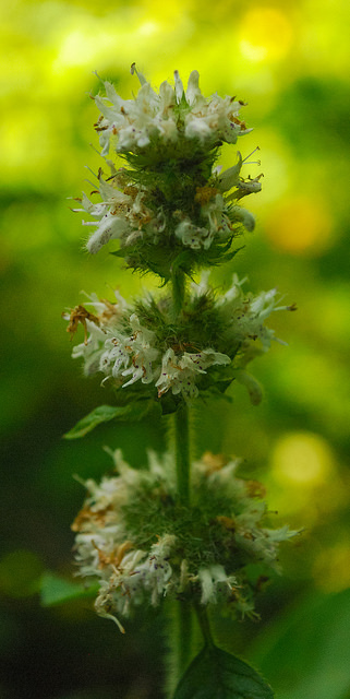 Menthe des champs