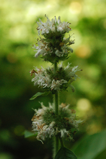 Menthe des champs