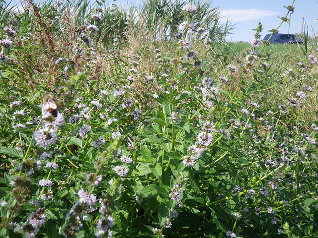 Menthe des champs