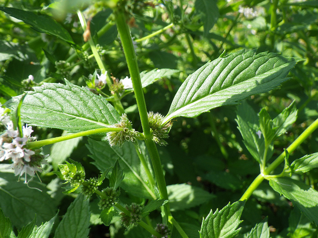 Menthe des champs