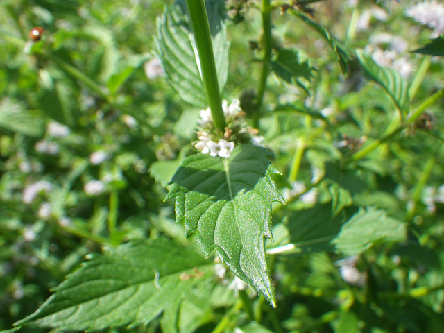 Menthe des champs