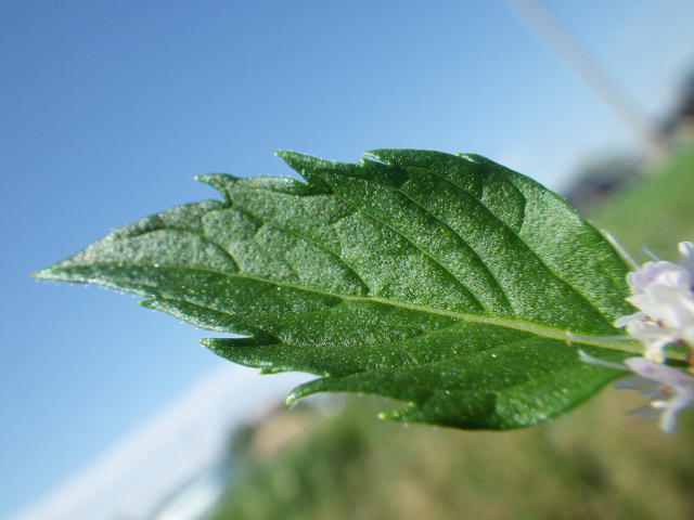 Menthe des champs (Mentha arvensis)