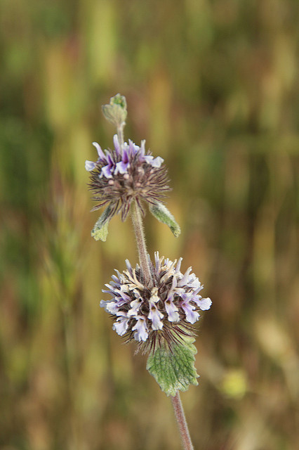 Menthe pouliot