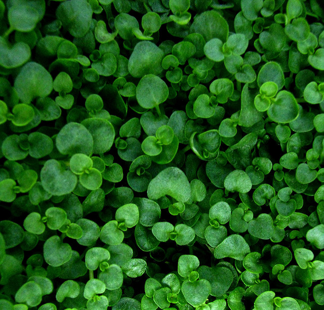 Menthe corse