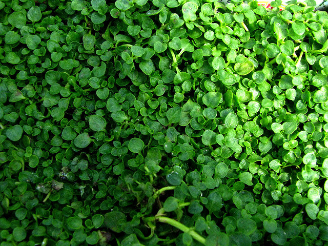 Menthe corse
