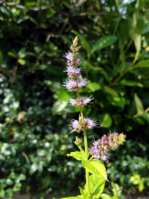Menthe verte