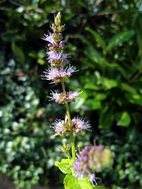 Menthe verte