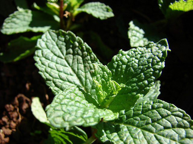 Menthe verte