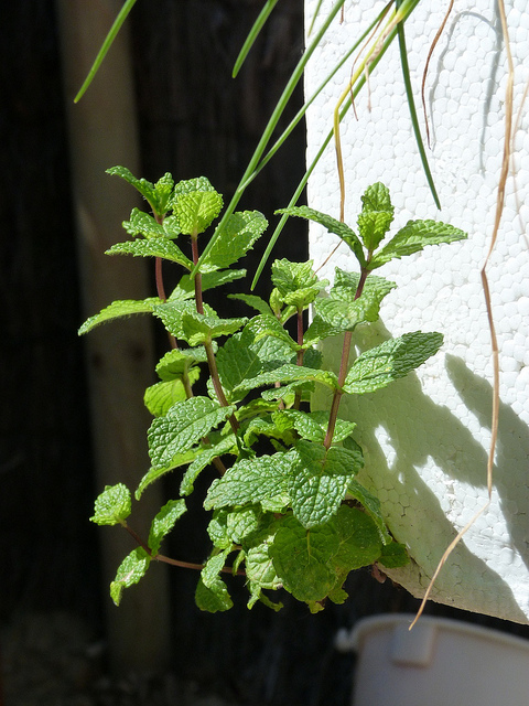 Menthe verte