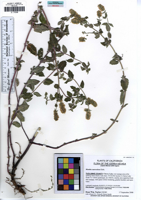 Menthe odorante