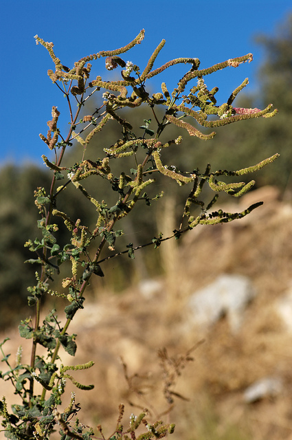 Menthe odorante
