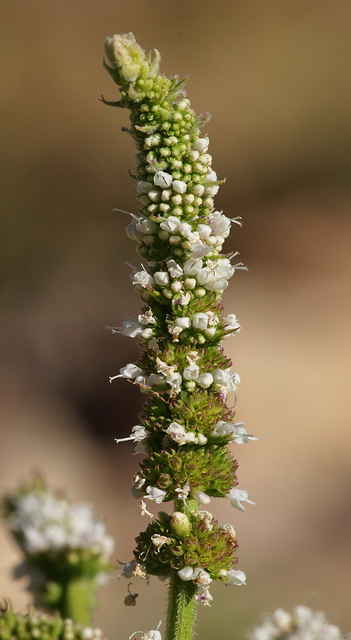 Menthe odorante