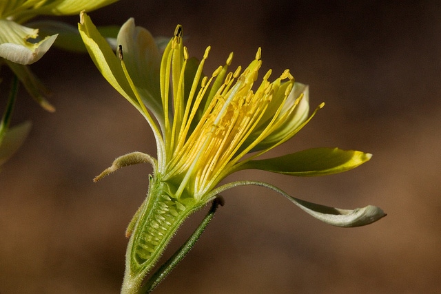 Mentzelia multiflora