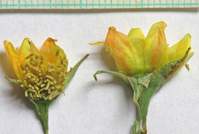 Mentzelia multiflora