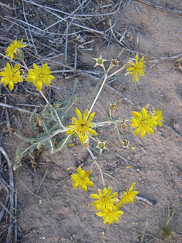 Mentzelia multiflora