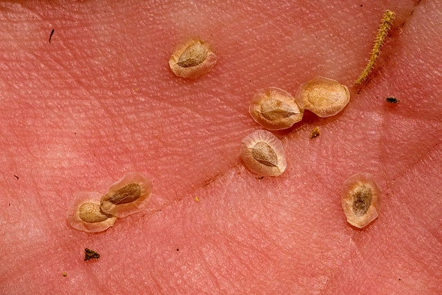 Mentzelia multiflora (Mentzelia multiflora)