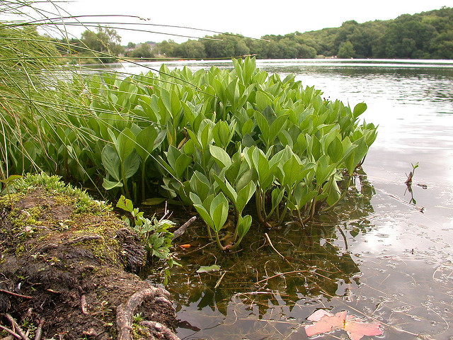 Ményanthe trifolié