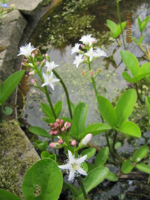 Ményanthe trifolié