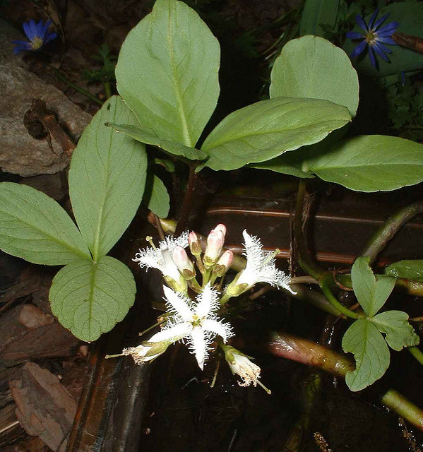 Ményanthe trifolié