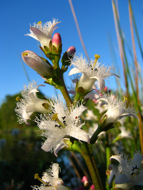 Ményanthe trifolié
