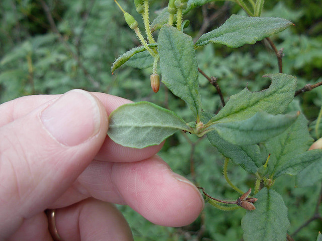 Menziesia ferruginea