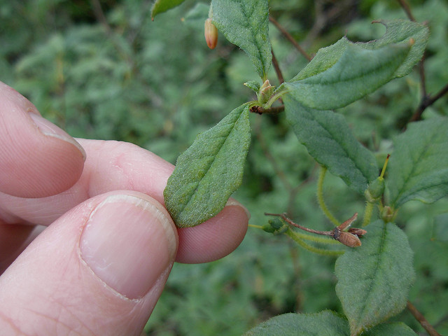 Menziesia ferruginea