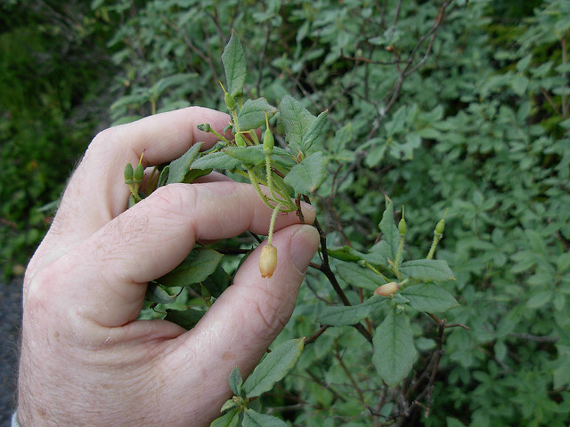 Menziesia ferruginea