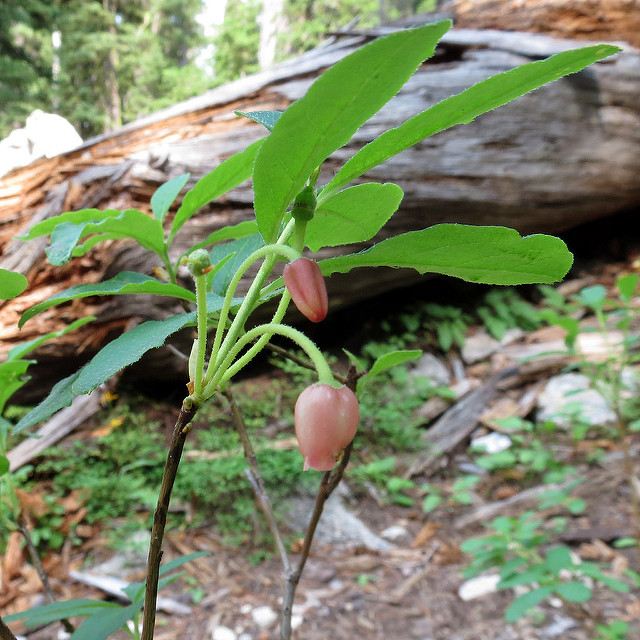 Menziesia ferruginea