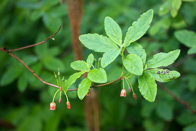 Menziesia ferruginea