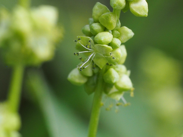 Mercuriale annuelle