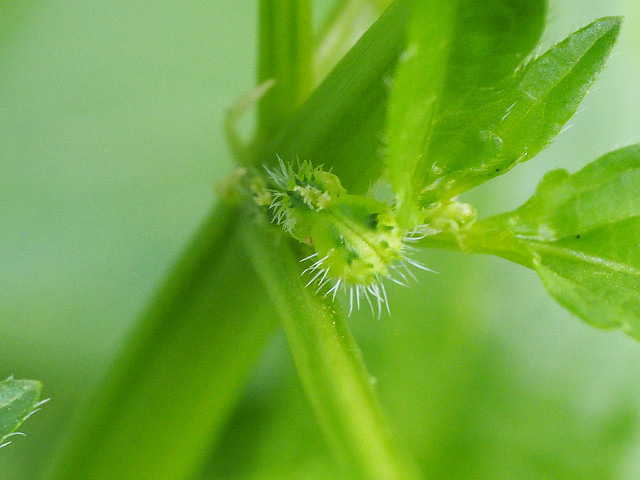 Mercuriale annuelle