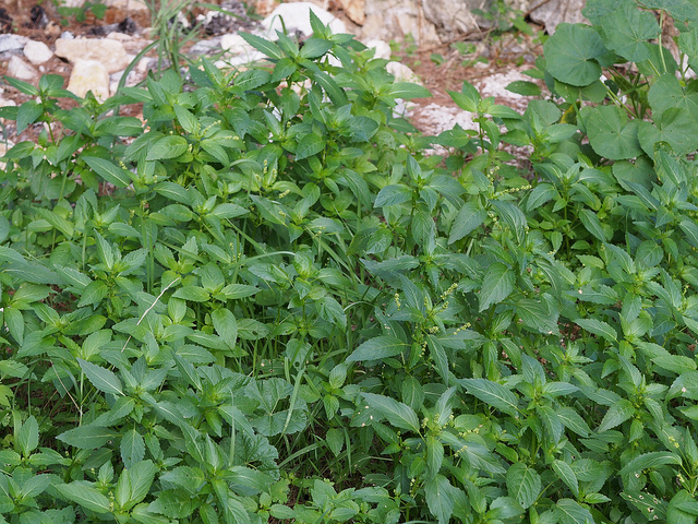 Mercuriale annuelle