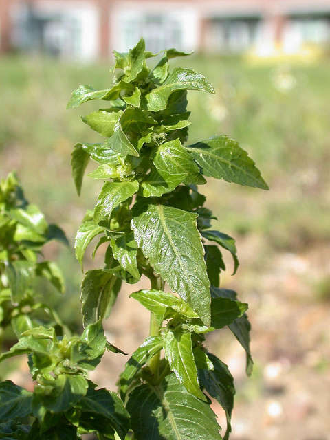 Mercuriale annuelle