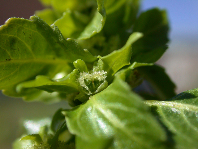 Mercuriale annuelle (Mercurialis annua)