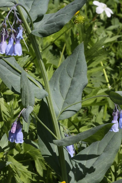 Mertensia ciliata (Mertensia ciliata)
