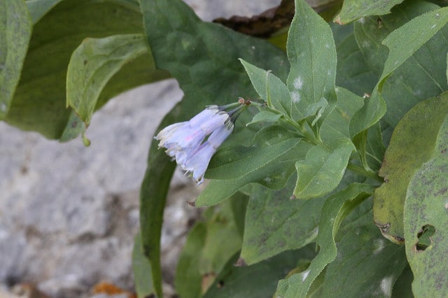Mertensia ciliata
