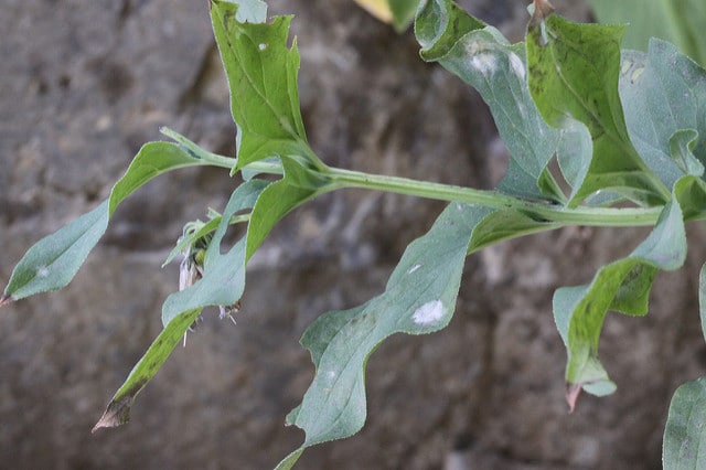 Mertensia ciliata