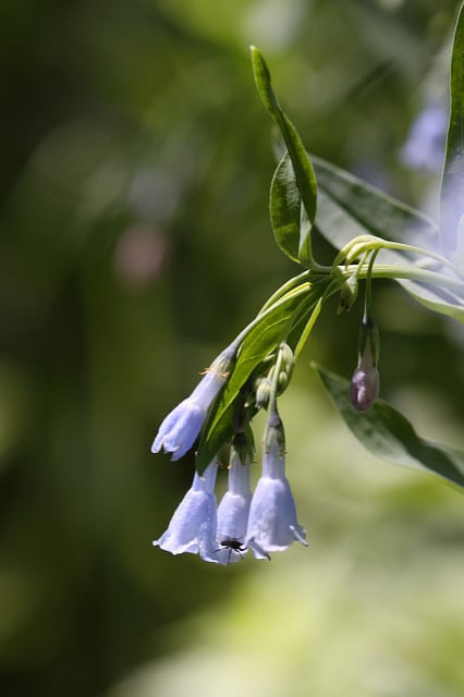 Mertensia ciliata