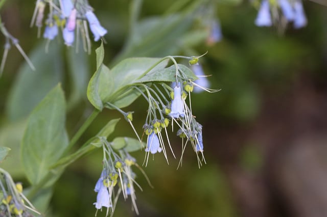 Mertensia ciliata