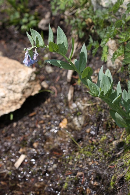 Mertensia ciliata