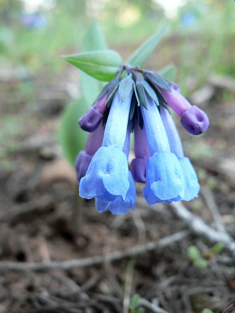 Mertensia longiflora