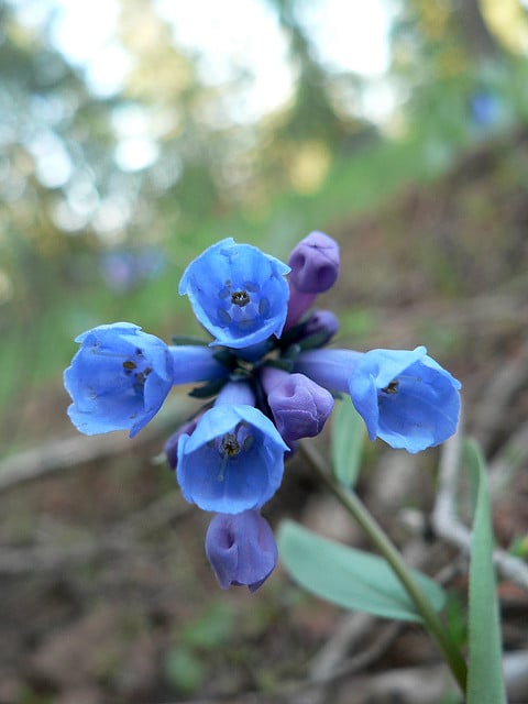 Mertensia longiflora