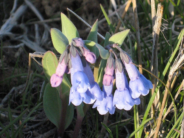 Mertensia longiflora