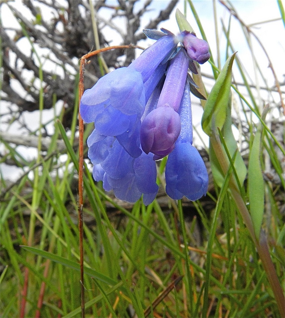 Mertensia longiflora