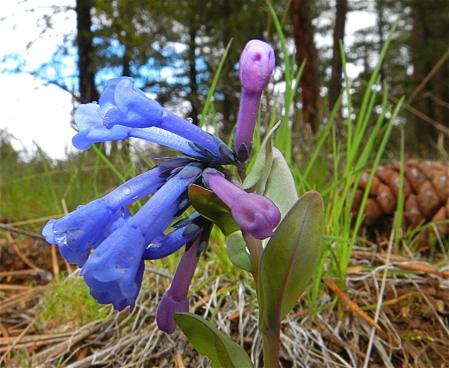 Mertensia longiflora