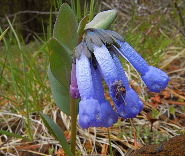 Mertensia longiflora (Mertensia longiflora)