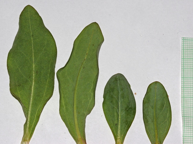 Mertensia oblongifolia (Mertensia oblongifolia)