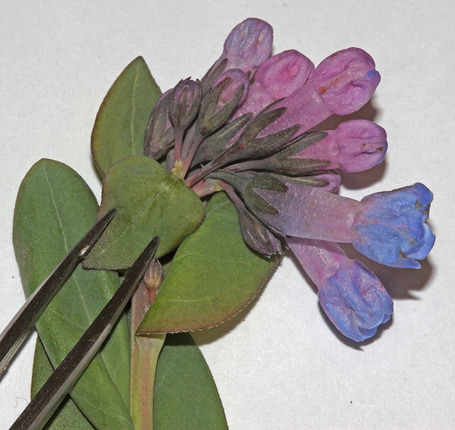 Mertensia oblongifolia