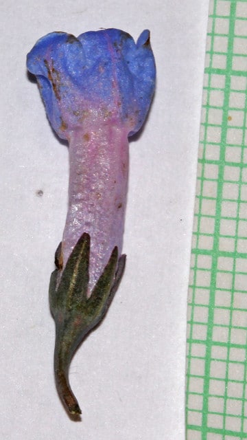 Mertensia oblongifolia