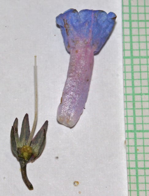 Mertensia oblongifolia